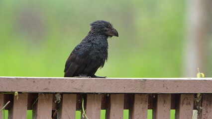Groove-billed ani (Crotophaga sulcirostris) perched on a fence at the La Segua Wetlands near Chone, Ecuador