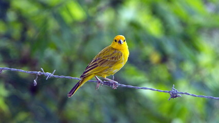 Saffron finch (Sicalis flaveola) perched on a strand of barbed wire at the La Segua Wetlands near Chone, Ecuador