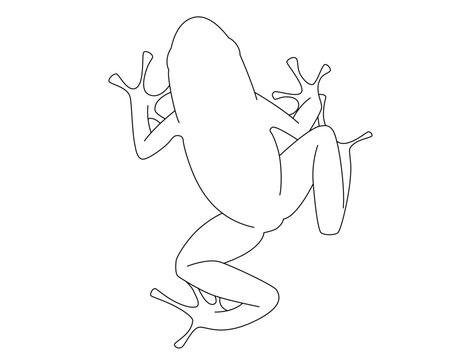 Frog outline