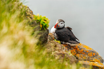 Puffin in Latrabjarg, Iceland