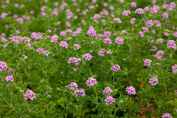 Obraz premium Blooming Geranium plants in their natural habitat in springtime
