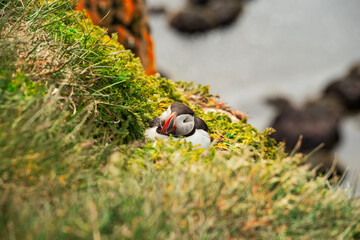 Puffin in Latrabjarg, Iceland