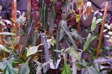 A greenhouse filled with rare Philodendron, Monstera and Anthuriums © Khairil
