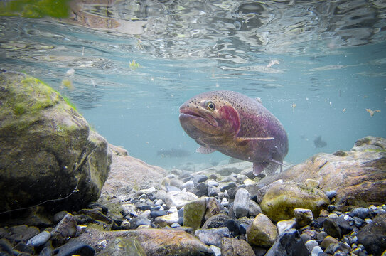 Female Rainbow Trout Swims in a High Elevation Mountain Lake, Freshwater Fish Needs Clean Water