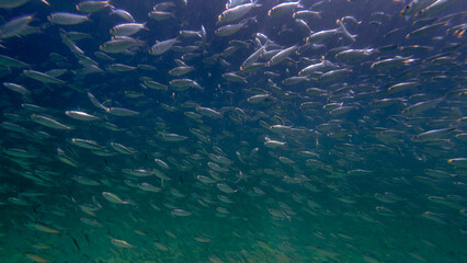 Fototapeta na wymiar Bait ball, school of herring fish