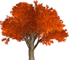 autumn tree isolated