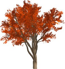 autumn tree isolated