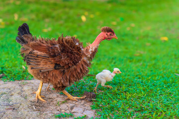 Very special hens in the Amazon rainforest