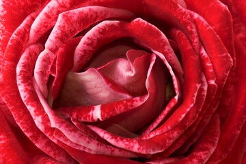 Obraz na płótnie Canvas Beautiful blotchy red rose close-up