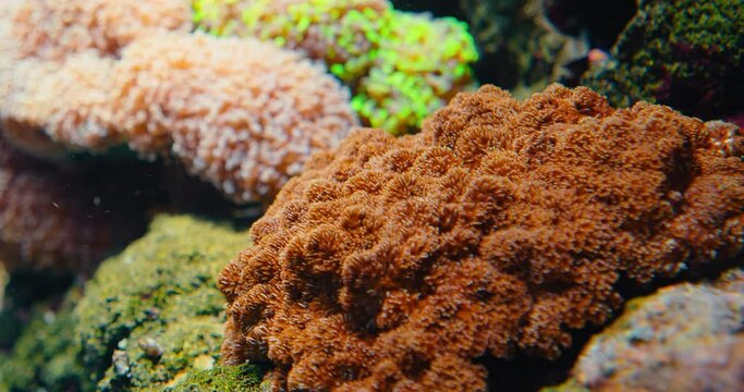 Montipora digitata cultured hard coral in aquarium. Uderwater world and fish, depth of sea waters, stones and atolls, abyss scenery, aquatic wildlife. Alveopora, pocillopora, pavona, alcyonacea.