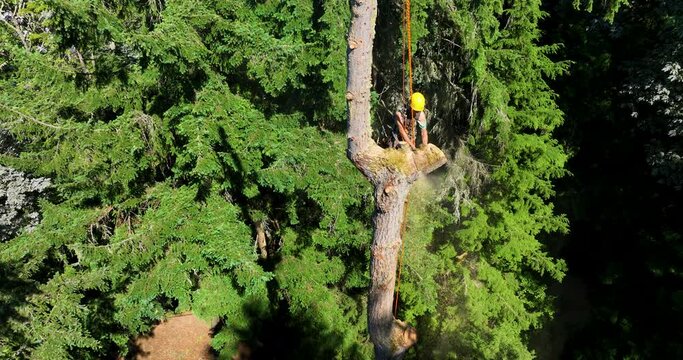 Sunny Green Forest View of Tree Cutting Arborist Safely Mounted as He Cuts Apart Sections of Logs and Drops Them to the Ground