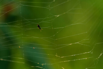 small fly stuck on a web on a blurred green background. High quality photo