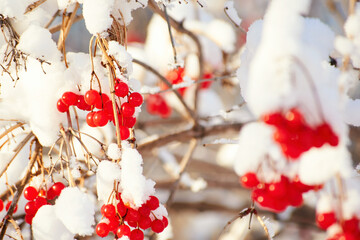 Many rowan berry under the snow and rime on the tree branch in the winter forest. Seasonal winter...