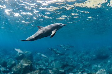 Obraz na płótnie Canvas Indian Ocean Bottlenose Dolphin