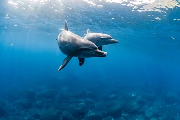 Schilderijen op glas Indian ocean bottlenose dolphin © divedog