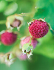 Process of harvesting raspberry and picking berries and wild raspberries in the forest of northern Sweden, Lapland, Norrbotten, near Norway border, hand full of wild raspberries