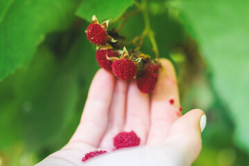 Process of harvesting raspberry and picking berries and wild raspberries in the forest of northern...