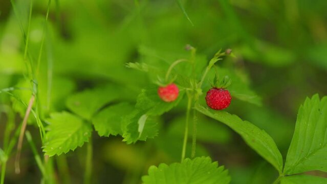 Wild strawberries grow red in forest. Wild woodland strawberry with ripe red fruits in a forest. Close up.