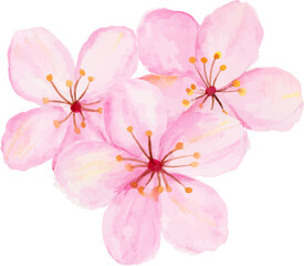 Isolated of watercolor cherry blossom or sakura flower.