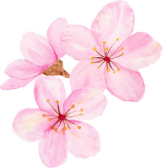 Naklejka na ściany i meble Isolated of watercolor cherry blossom or sakura flower.