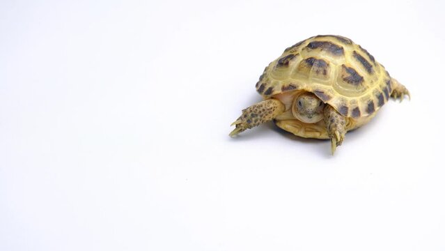 Baby testudo horsfieldii isolated on a white background
