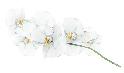 White orchid flower. Watercolor illustration isolated on white background