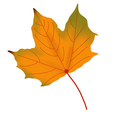autumn maple leaf