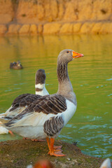 duck on the lake