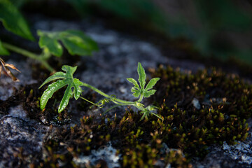 green moss growing on the ground