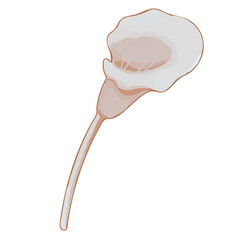 Watercolor Dried Flower, Brown flora clipart.