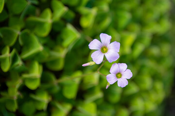 flowers in the garden