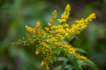 Yellow flowers along a hiking trail in Ontario.