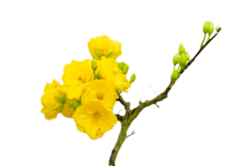 Isolated Yellow Apricot Flower, traditional lunar new year in Vietnam