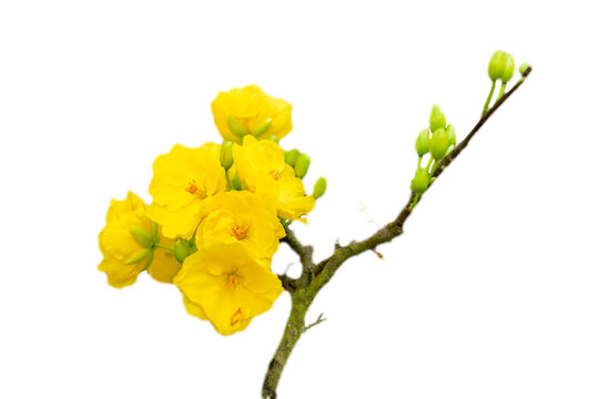 Isolated Yellow Apricot Flower, traditional lunar new year in Vietnam