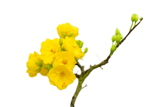 Isolated Yellow Apricot Flower, traditional lunar new year in Vietnam