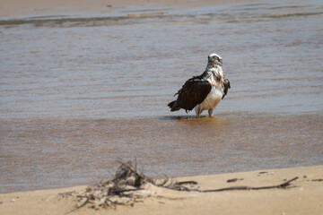 Osprey stands in a pool on the beach, Sydney, Australia.