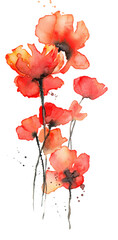 Red Poppy flower watercolor drawing - 529336690