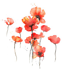 Red Poppy flower watercolor drawing - 529336691