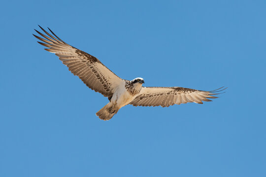 Osprey (Pandion haliaetus) flying over the NSW coast, isolated against a blue sky. Beautiful bird of prey portrait.