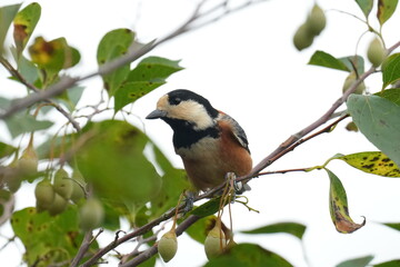 varied tit on a branch