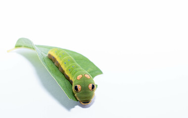 Spicebush swallowtail caterpillar 