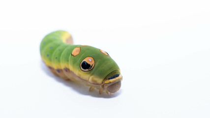 Spicebush swallowtail caterpillar 