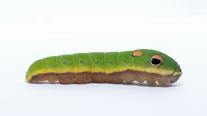 Spicebush swallowtail caterpillar 