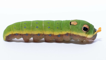 Spicebush swallowtail caterpillar 