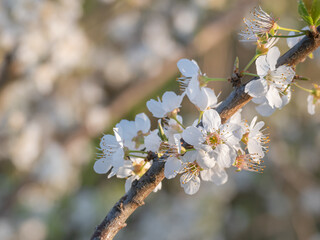 pear tree flowers close up view with sunlight pyrus