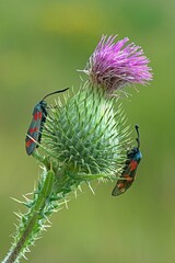 ibxenh04543776.jpg
