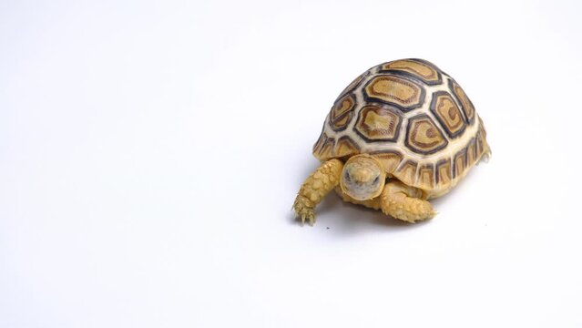 Stigmochelys pardalis eats vegetables isolated on a white background