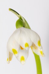 Spring Snowflake (Leucojum vernum), flower, free, Focus Stacking