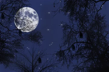 Tableaux ronds sur aluminium brossé Pleine Lune arbre pleine lune sur la forêt