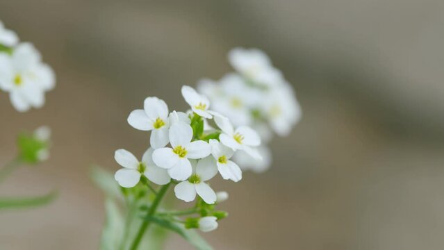 Field flowers lobularia maritima, white flowers. Species of low-growing flowering plant in the family brassicaceae. Close up.